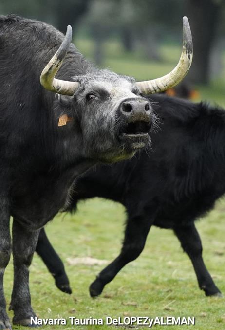 S&aacute;nchez y S&aacute;nchez