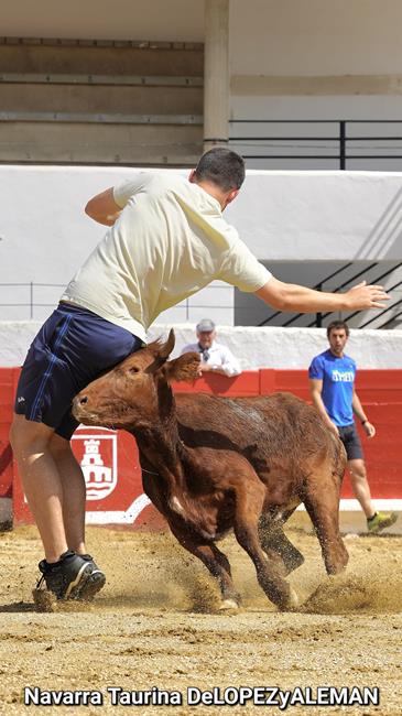 Suelta de vaquillas