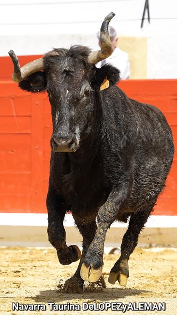 Suelta de vaquillas
