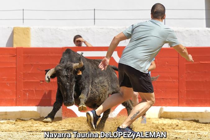 Suelta de vaquillas