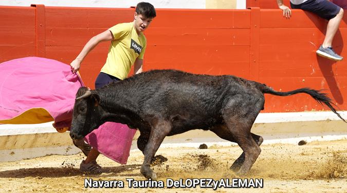 Suelta de vaquillas