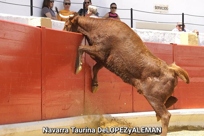 Suelta de vaquillas